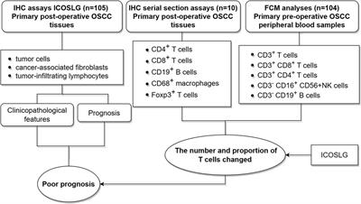 ICOSLG-associated immunological landscape and diagnostic value in oral squamous cell carcinoma: a prospective cohort study